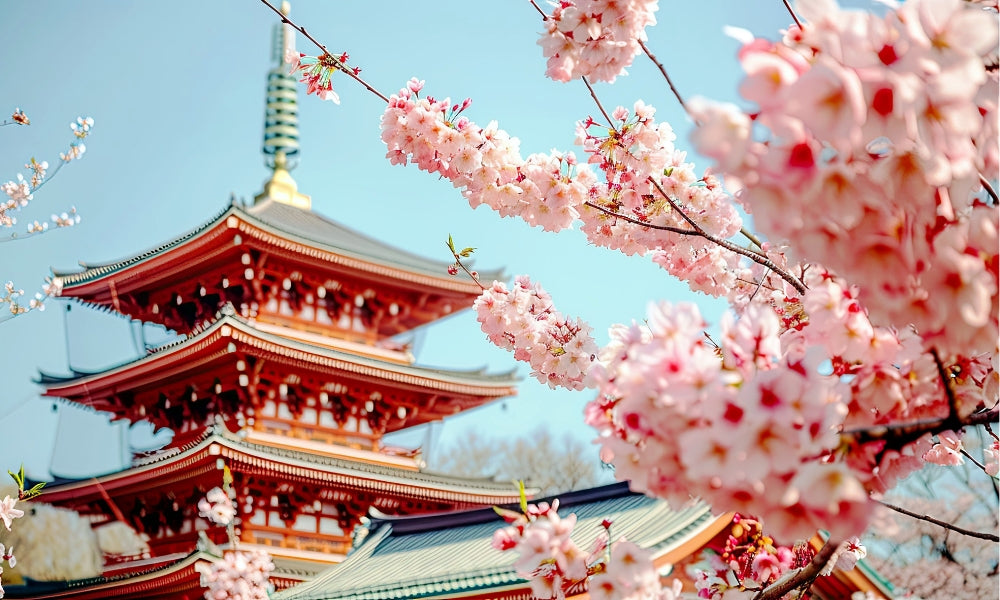 Kirschblüten in voller Blüte — japanische Sakura-Baumzweige mit rosa Blüten