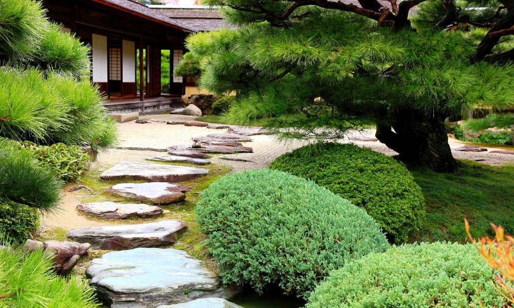Japanischer Zen-Garten Karesansui mit Kiefer, Moos und geschnittenen Sträuchern in einem geschlossenen Tempelhof